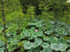 -昆山城市生态森林公园