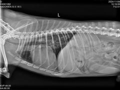 -福懋动物医院·犬猫全科·外科·重症科(杏林分院)