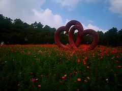-大塘金香草谷