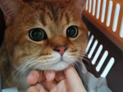 -伟伟宠物医院·CT影像中心·瑞派犬猫综合性门诊(汉口总院)