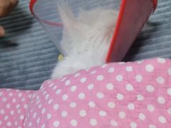 -美联众合宠物医院·爱萌分院·内外科·猫科中心