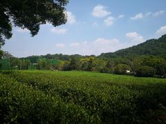 -野蔓果·山野菜(西湖景区·龙井茶田店)