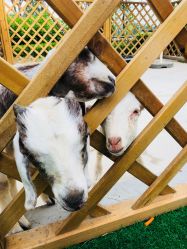 -萌宠亲子动物乐园(槐房万达店)