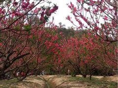 iphone_upload_pic-南国桃园旅游度假区