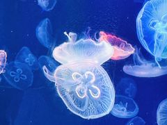 -海合安成都极地海洋公园