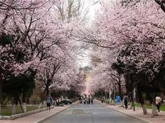 -武汉大学-樱园