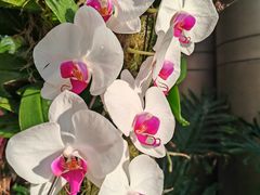 -北京植物园-展览温室