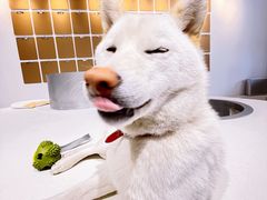 -柴务处·柴犬主题狗咖