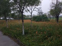 -天津东丽湖风景区