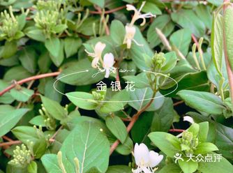 夏季清热解毒就喝金银花茶啦！