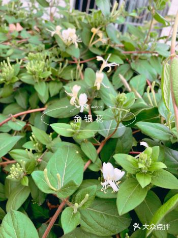 夏季清热解毒就喝金银花茶啦！