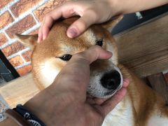 -柴犬高等学院·狗咖·柴犬售卖·宠物训练