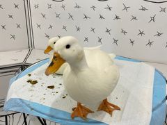 -白夜2D咖啡馆