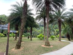 -深圳仙湖植物园