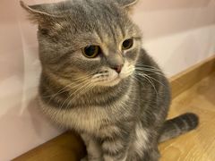 -猫咪派对(江南西店)