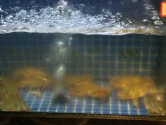 -碧海银沙海鲜餐厅(恒大海上威尼斯店)