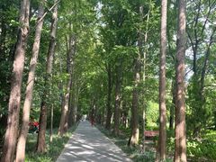 -上海滨江森林公园