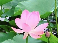 -沈阳植物园