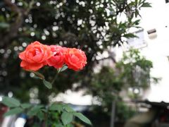 -复旦大学附属肿瘤医院(徐汇院区)