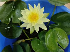 -大连植物园