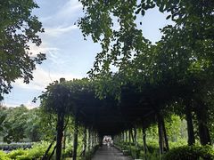 -大屏嶂森林公园