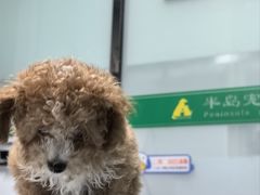 -半岛宠物医院24小时(科华中路店)