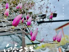 -三林塘老街