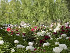 -莲花池公园