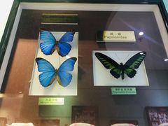 -上海昆虫博物馆