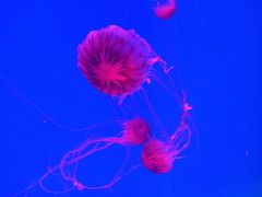 -芜湖新华联大白鲸海洋公园