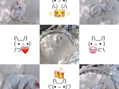-喵屿·大理花园猫咖