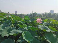 -西海子公园
