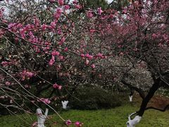 -杭州植物园