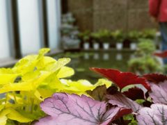 -陈家山荷花公园