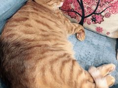 -李小姐の猫咖啡馆(五角场店)