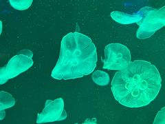 -亚龙湾海底世界