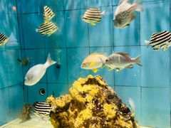 -美人鱼悬崖海景餐厅(鹿嘴山庄店)