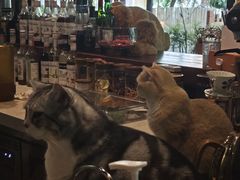 -咖法森林·咖啡  酒吧(天河店)