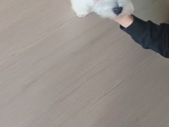 -多乐狗狗宠物训练工作室