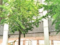 -北京师范大学附属中学