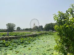 -白洋淀风景区