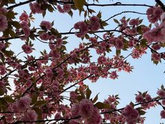 -高东镇樱花园
