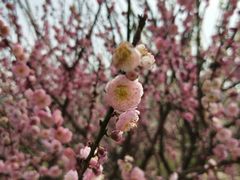 -香雪海