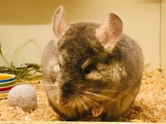 -龙猫仔乐园(惠福东路店)