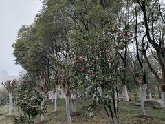 -天鹅湖体育公园