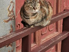 -龙华素斋(龙华路店)