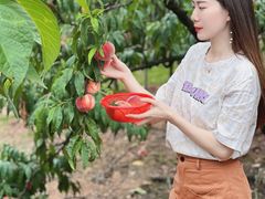 -桃源山庄·水蜜桃采摘·柴火鸡·烧烤团建(龙泉山店)