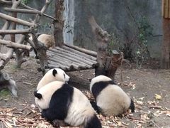 景点-成都大熊猫繁育研究基地