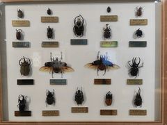 -上海昆虫博物馆