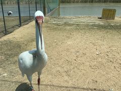 -盐城丹顶鹤湿地生态旅游区